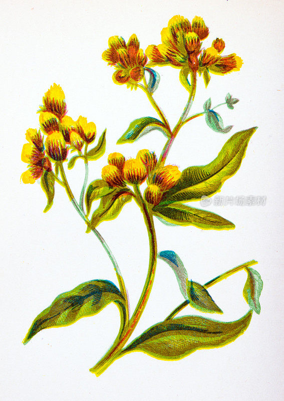 野生花卉的古董植物学插图:农夫的刺花，Inula Conyza